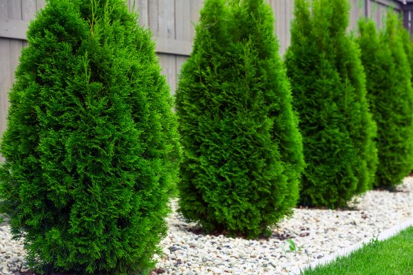Arborvitae Planting in Yakima