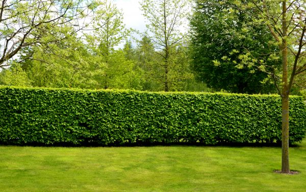 Hedge Planting in Yakima