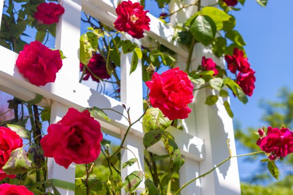Home Gardening Service in Yakima