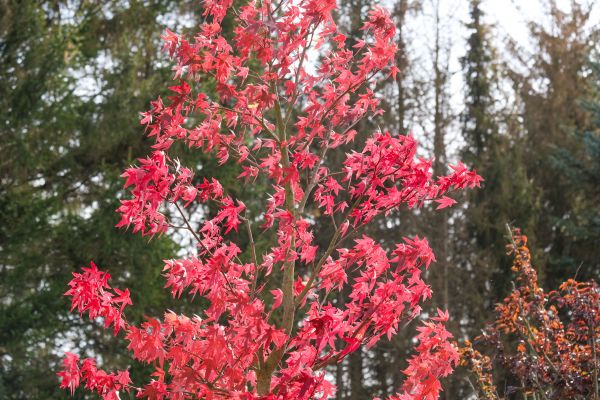 Japanese Maple Planting in Yakima