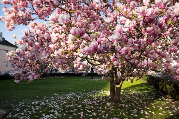 Magnolia Tree Planting in Yakima