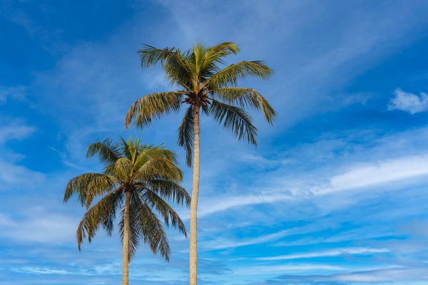 Palm Tree Planting in Yakima