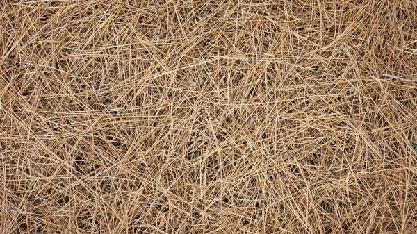 Pine Needles Delivery in Yakima