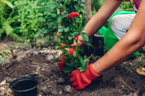 Planting Service in Yakima