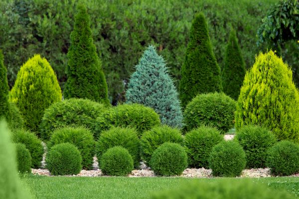 Shrub Replacement in Yakima