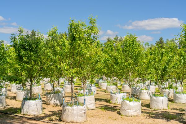 Tree Planting Service in Yakima