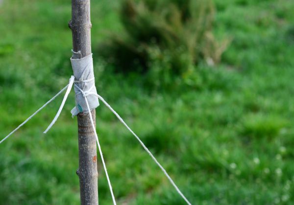 Tree Staking Service in Yakima