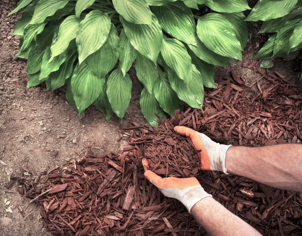 Shredded Mulch Service in Yakima