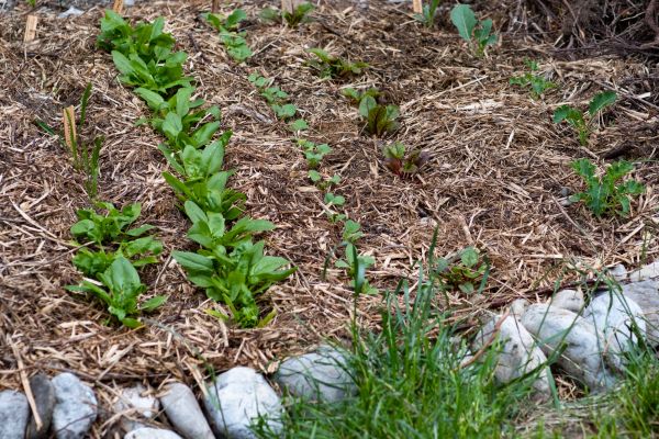 Mulch Service in Yakima