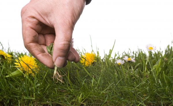 Lawn Weeding in Yakima