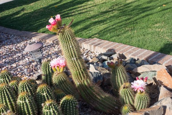 Desert Landscaping in Yakima