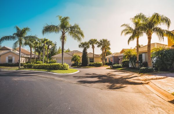 Palm Tree Landscaping in Yakima