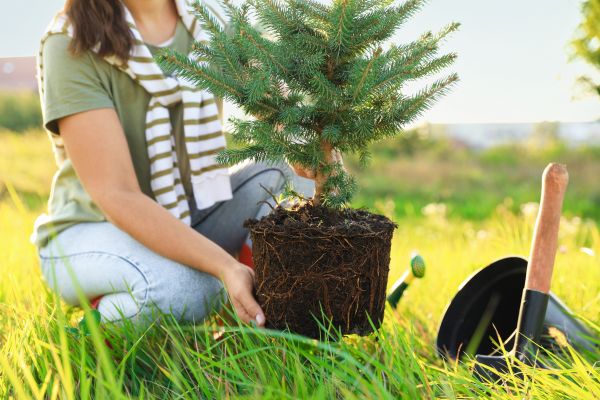 Spruce Tree Planting in Yakima