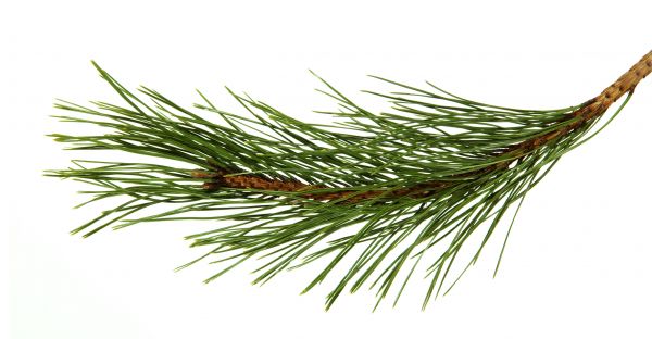 Pine Needles Installation in Yakima