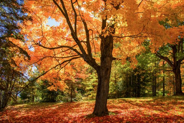 Maple Tree Planting in Yakima