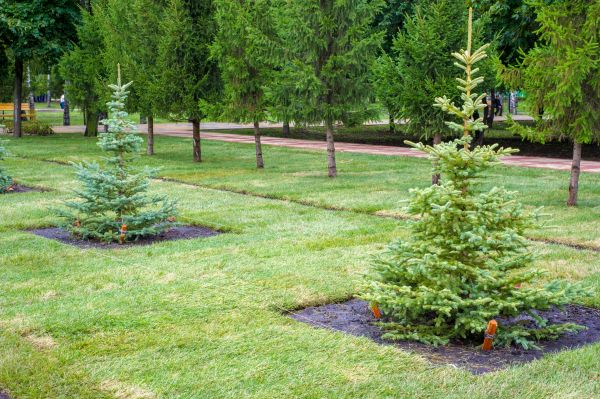Privacy Trees Planting in Yakima