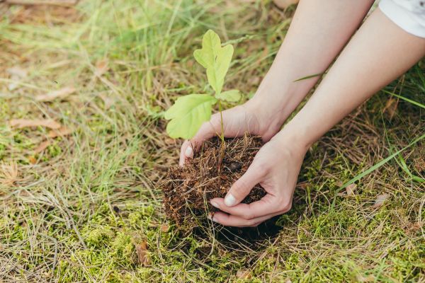 Oak Tree Planting in Yakima