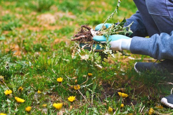 Flower Bed Clearing in Yakima