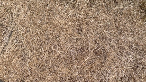 Pine Straw Replacement in Yakima