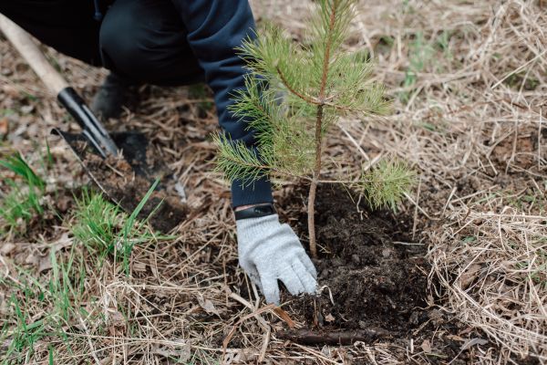 Pine Tree Planting in Yakima