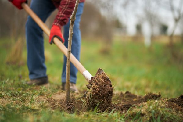 Trees Planting in Yakima