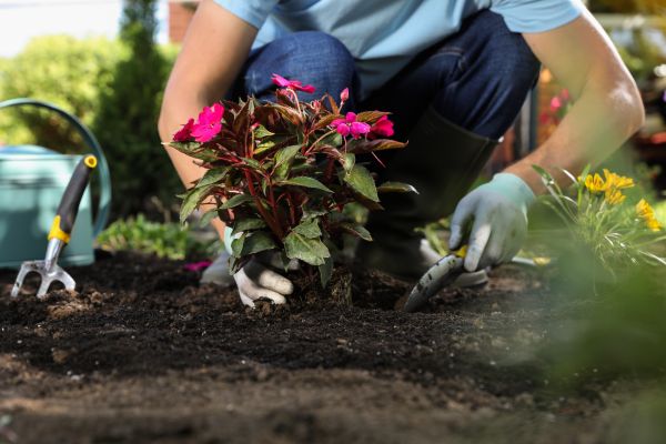 Plant Replacement in Yakima