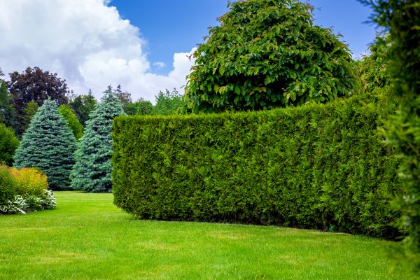 Hedge Landscaping in Yakima