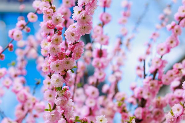 Japanese Cherry Tree Planting in Yakima