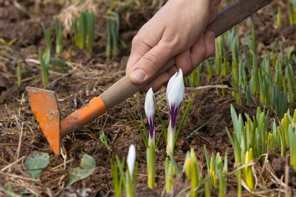Flower Garden Weeding in Yakima