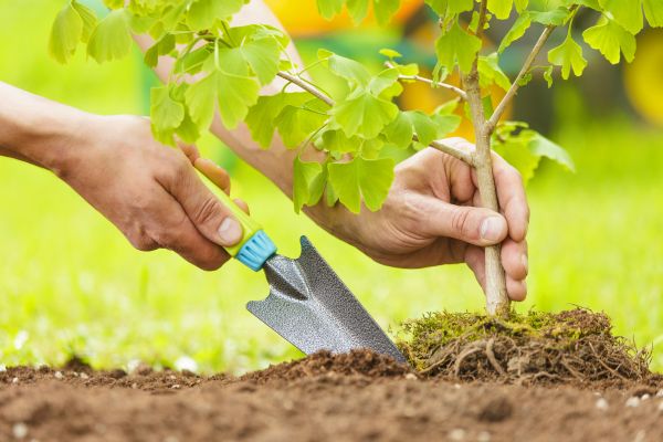 Fruit Tree Planting in Yakima