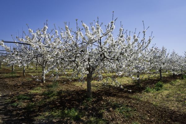 Orchard Planting in Yakima