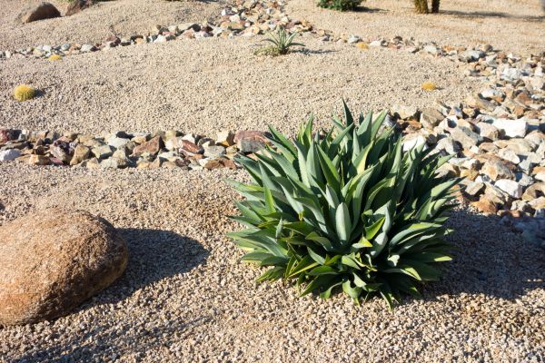 Xeriscaping Service in Yakima