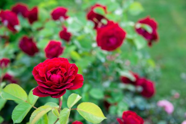 Rose Planting in Yakima