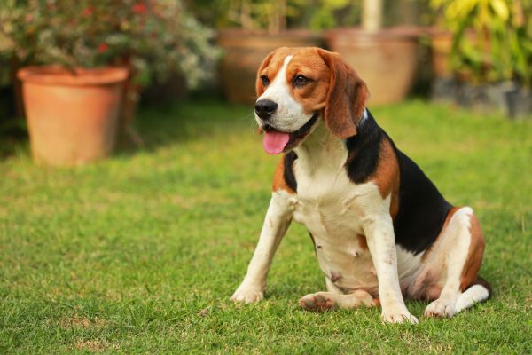 Dog Friendly Landscaping in Yakima