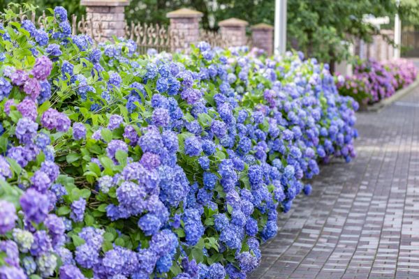 Hydrangea Landscaping in Yakima