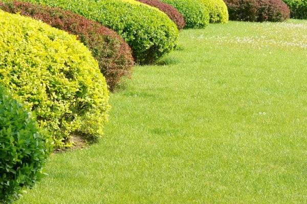 Shrubbery Planting in Yakima