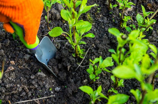 Hydrangea Planting in Yakima