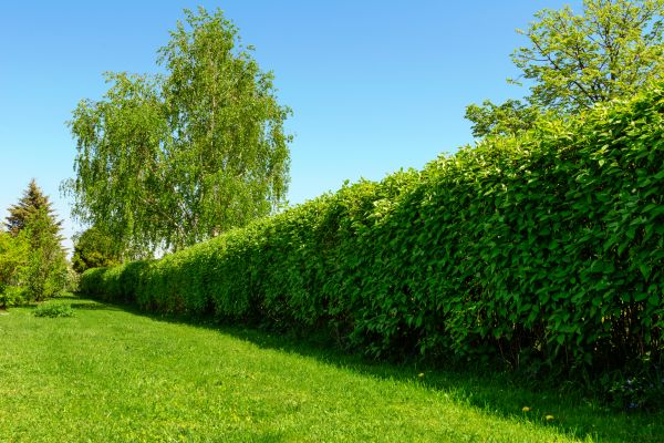 Hedge Replacement in Yakima