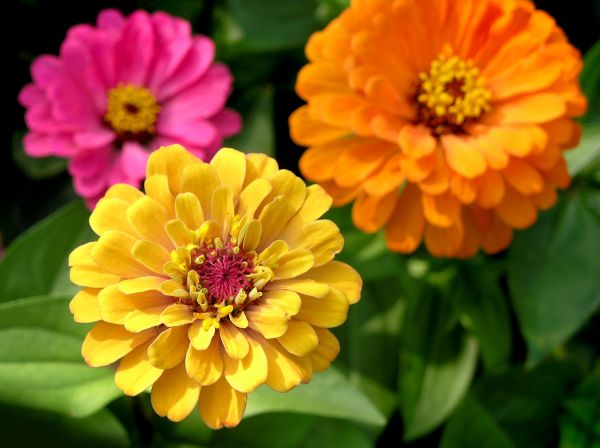 Zinnia Planting in Yakima