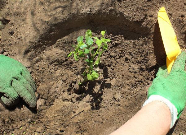 Rose Bush Planting in Yakima