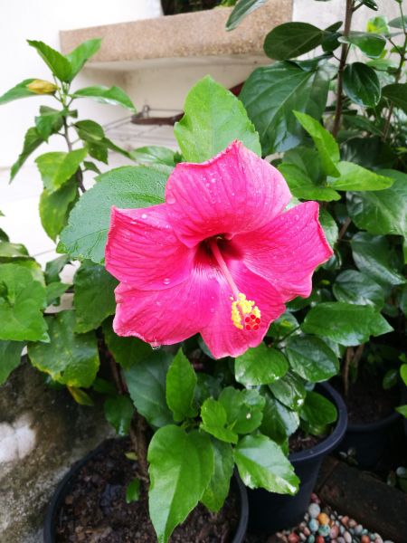 Hibiscus Planting in Yakima