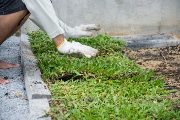 Ground Cover Planting in Yakima
