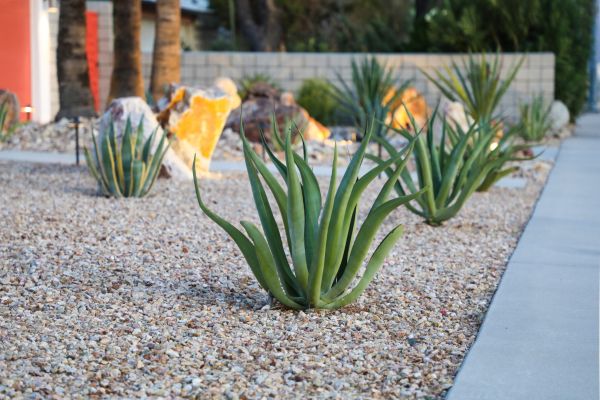Drought Resistant Landscaping in Yakima