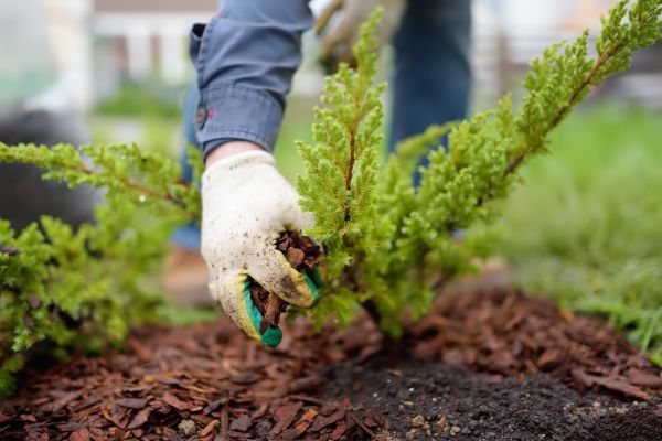 Church Mulching in Yakima