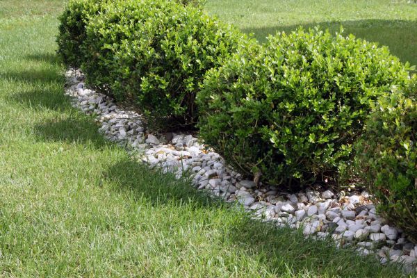 Boxwood Planting in Yakima