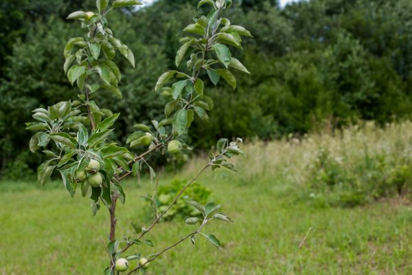Apple Tree Planting in Yakima