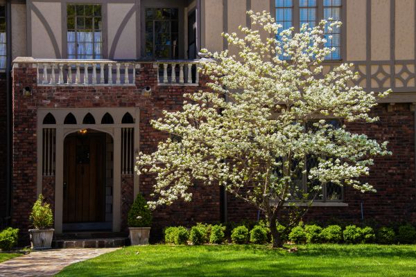 Dogwood Tree Planting in Yakima