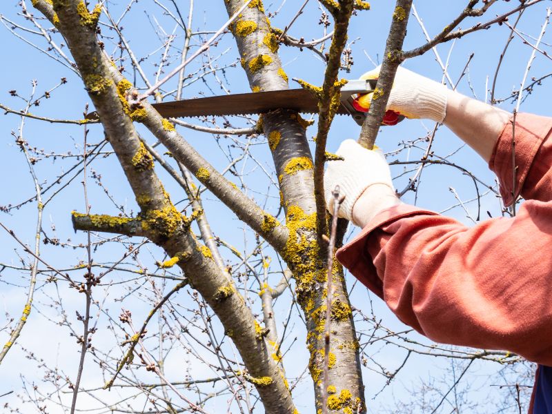 Arborist Pruning